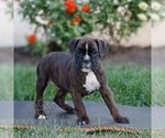 Small #2 Boxer