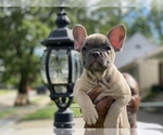 Small Photo #18 French Bulldog Puppy For Sale in WEST ORANGE, NJ, USA