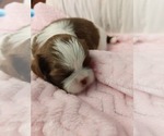 Puppy Puppy 2 Shih Tzu