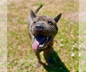 Chinese Shar-Pei Dogs for adoption in Aurora, CO, USA