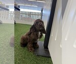 Image preview for Ad Listing. Nickname: Chester