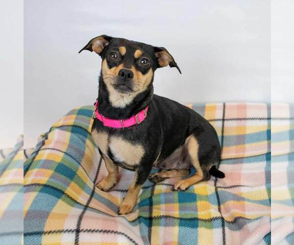 Medium Photo #6 Jackshund Puppy For Sale in Kennesaw, GA, USA