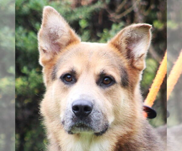 Medium Photo #1 Mutt Puppy For Sale in Canton, CT, USA