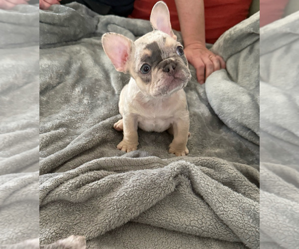 Medium Photo #8 French Bulldog Puppy For Sale in MONTEREY PARK, CA, USA