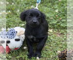 Small #2 Cocker Spaniel