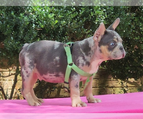 Medium Photo #6 French Bulldog Puppy For Sale in CONYERS, GA, USA