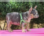 Small #5 French Bulldog