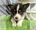 Small Photo #35 Pomsky-Shiba Inu Mix Puppy For Sale in NASHUA, NH, USA
