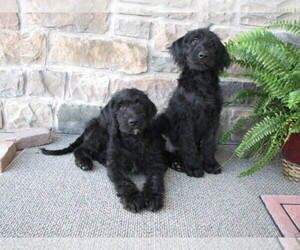 Labradoodle-Poodle (Standard) Mix Puppy for sale in MARTINSBURG, PA, USA