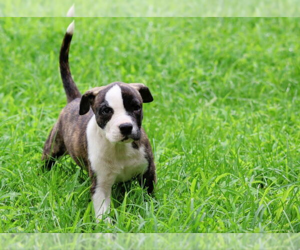 Medium Photo #2 Plott Hound-Unknown Mix Puppy For Sale in Wyoming, MI, USA