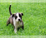 Small #1 Plott Hound Mix