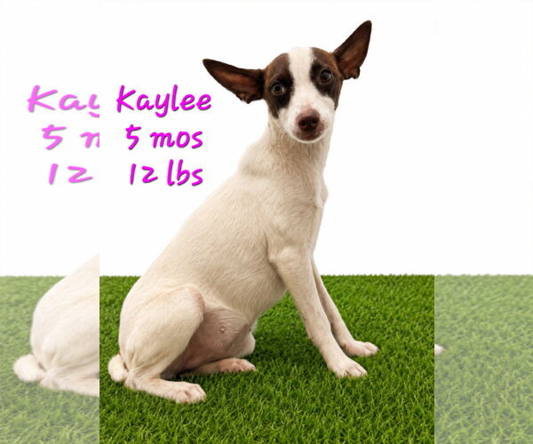 Medium Photo #6 Chihuahua-Unknown Mix Puppy For Sale in Virginia Beach, VA, USA