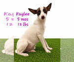 Small #5 Chihuahua Mix