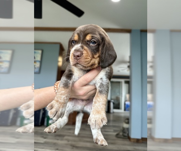 View Ad Beagle Litter of Puppies for Sale near New York, NUNDA, USA. ADN715835