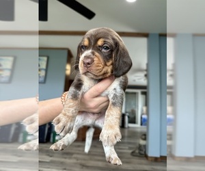 Beagle Puppy for Sale in NUNDA, New York USA