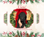 Small Photo #5 Goldendoodle Puppy For Sale in ROCKY MOUNT, NC, USA