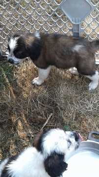 Medium Photo #1 Saint Bernard Puppy For Sale in BATTLE GROUND, WA, USA
