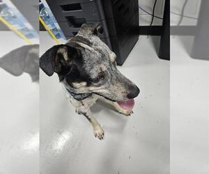 Australian Shepherd-Unknown Mix Dogs for adoption in Temple, TX, USA