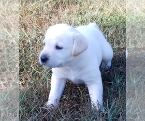 Labrador Retriever Puppy for sale in JOPLIN, MO, USA