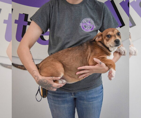 Medium Photo #6 Jack Russell Terrier-Unknown Mix Puppy For Sale in Huntley, IL, USA