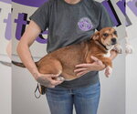 Small #5 Jack Russell Terrier Mix