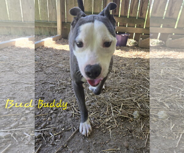 Medium Photo #1 American Staffordshire Terrier-Unknown Mix Puppy For Sale in Jackson, MS, USA