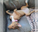 Small #11 Basenji-German Shepherd Dog Mix