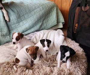 Jack Russell Terrier Puppy for sale in BROOKINGS, OR, USA