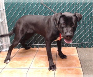 Labrador Retriever Dogs for adoption in Downey, CA, USA