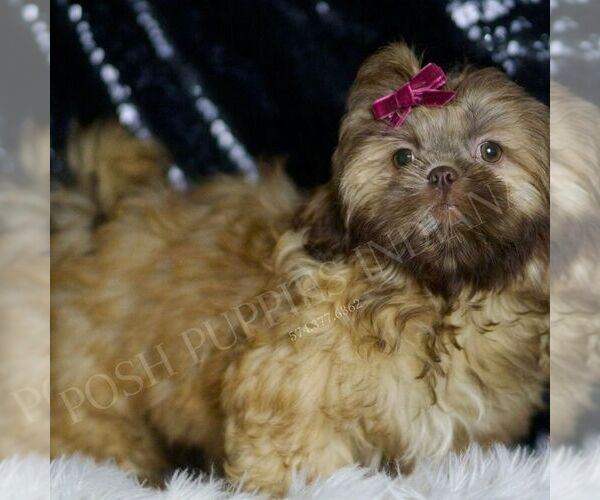 Medium Photo #4 Shih Tzu Puppy For Sale in WARSAW, IN, USA
