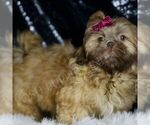 Small #3 Shih Tzu