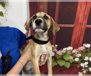 German Shepherd Dog-Unknown Mix Dogs for adoption in San Bernardino, CA, USA