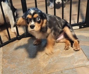 Cavalier King Charles Spaniel Puppy for Sale in BOONVILLE, New York USA