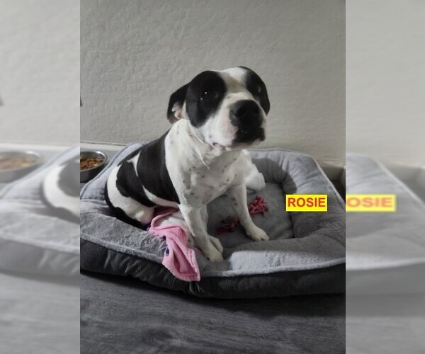 Medium Photo #4 American Pit Bull Terrier-Unknown Mix Puppy For Sale in Woodland Hills, CA, USA