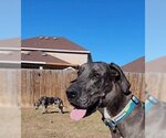Small Photo #18 Great Dane Puppy For Sale in Bullard, TX, USA