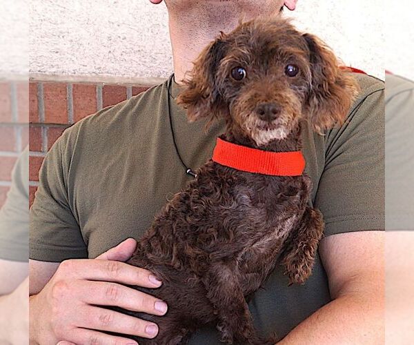Medium Photo #3 Mutt Puppy For Sale in Carrollton, TX, USA