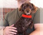 Small #2 Mutt