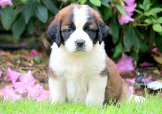 Saint Bernard Puppy for sale in MOUNT JOY, PA, USA