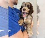 Small Photo #62 Aussiedoodle Puppy For Sale in LONGWOOD, FL, USA