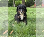 Small #4 Bernedoodle (Miniature)