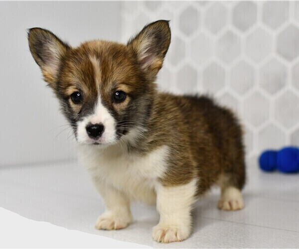 Medium Photo #55 Pembroke Welsh Corgi Puppy For Sale in MIDDLEBURY, IN, USA