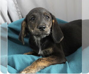 Mutt Dogs for adoption in Mundelein, IL, USA