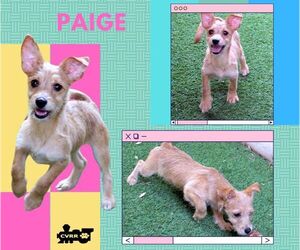 Mutt Dogs for adoption in Lindsay, CA, USA