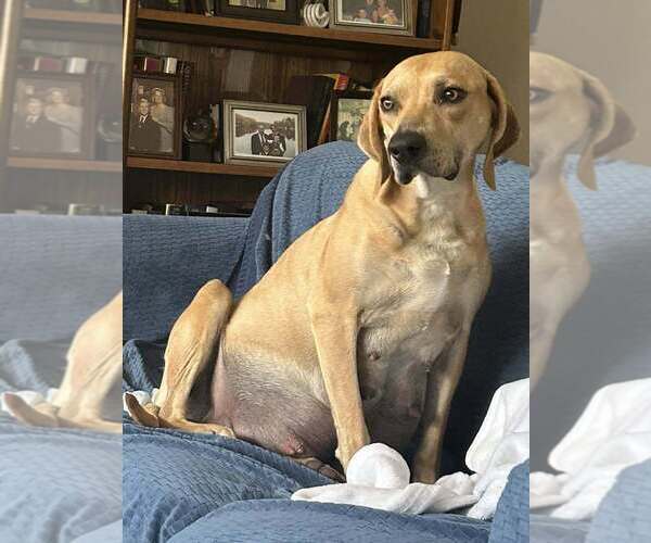 Medium Photo #6 Labrador Retriever-Unknown Mix Puppy For Sale in New York, NY, USA