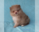 Image preview for Ad Listing. Nickname: Teacup Merle