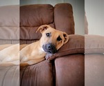 Small #5 Labrador Retriever Mix