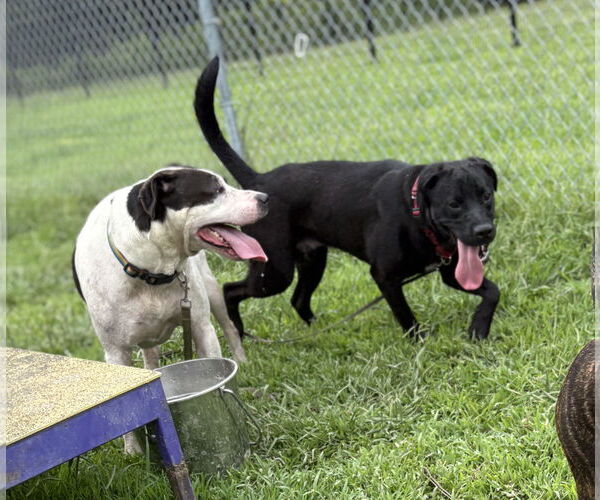 Medium Photo #8 Labrador Retriever-Unknown Mix Puppy For Sale in Virginia Beach, VA, USA