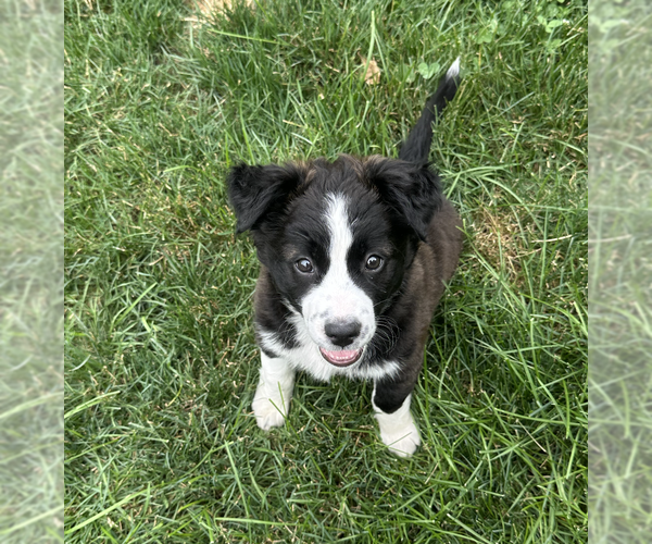 Medium Photo #3 Border Collie-Unknown Mix Puppy For Sale in Plainfield, IL, USA