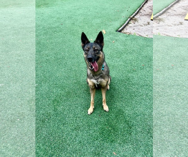 Medium Photo #14 German Shepherd Dog Puppy For Sale in Plantation, FL, USA