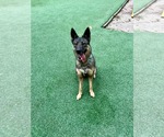 Small #13 German Shepherd Dog